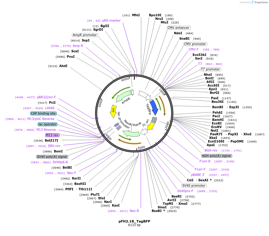 205533-plasmid-map-sequence-id-408691