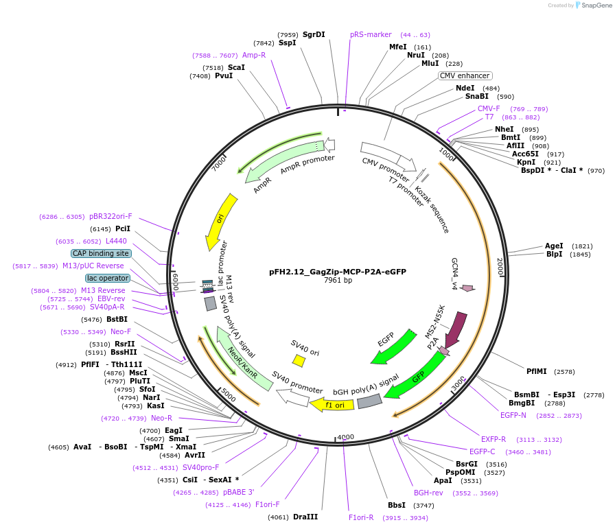 205527-plasmid-map-sequence-id-408695