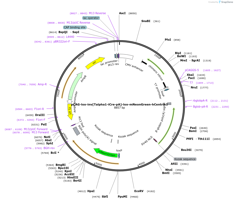 196890-plasmid-map-sequence-id-408732