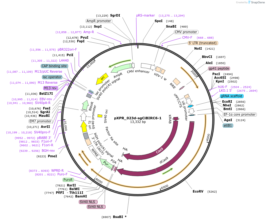 202447-plasmid-map-sequence-id-408735
