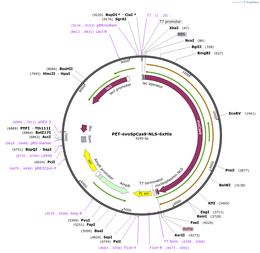 207389-plasmid-map-sequence-id-408736