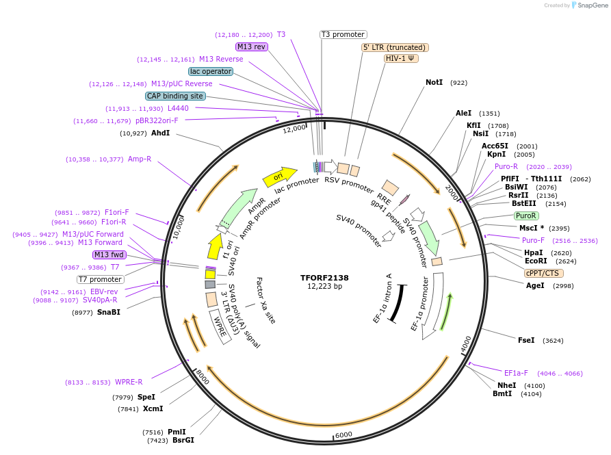 143571-plasmid-map-sequence-id-408739