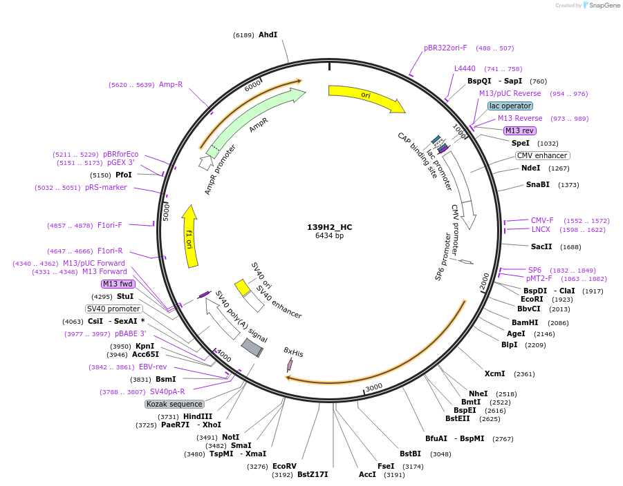 206201-plasmid-map-sequence-id-408741