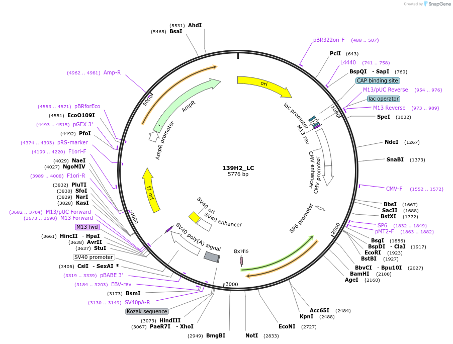 206202-plasmid-map-sequence-id-408742