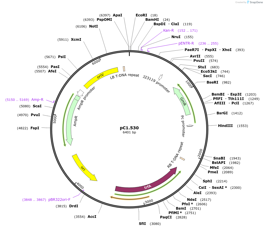 205441-plasmid-map-sequence-id-408759