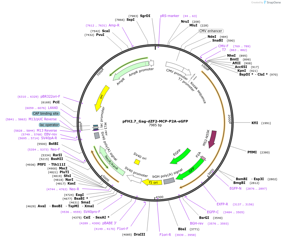 205523-plasmid-map-sequence-id-408764