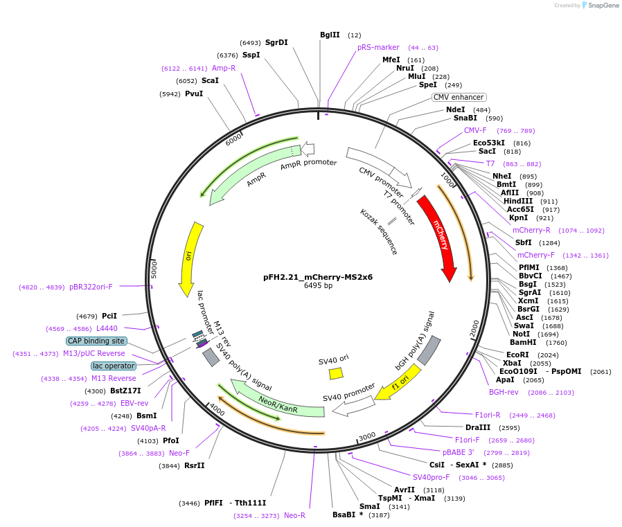 205536-plasmid-map-sequence-id-408777