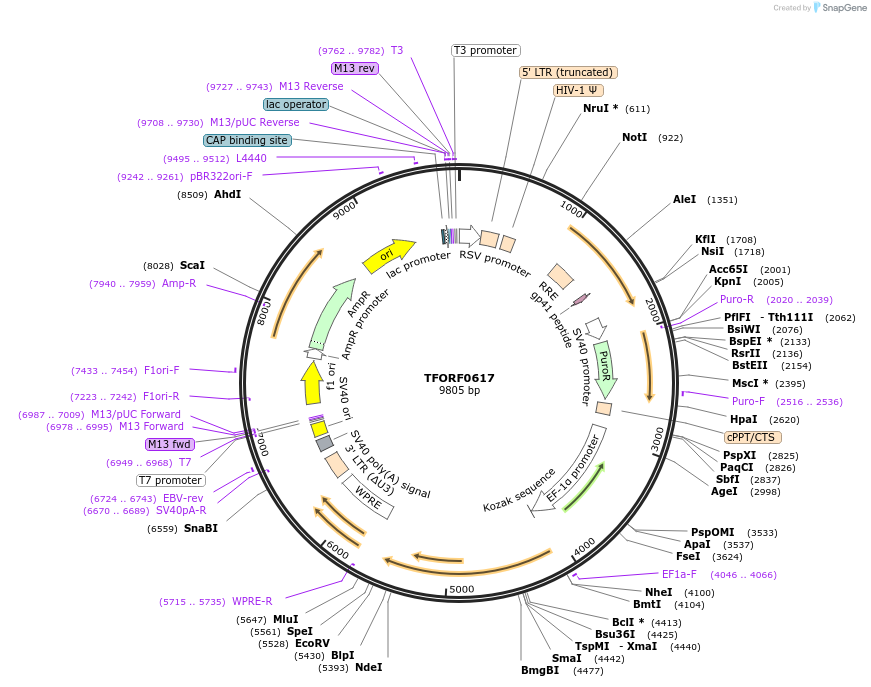 142664-plasmid-map-sequence-id-408779