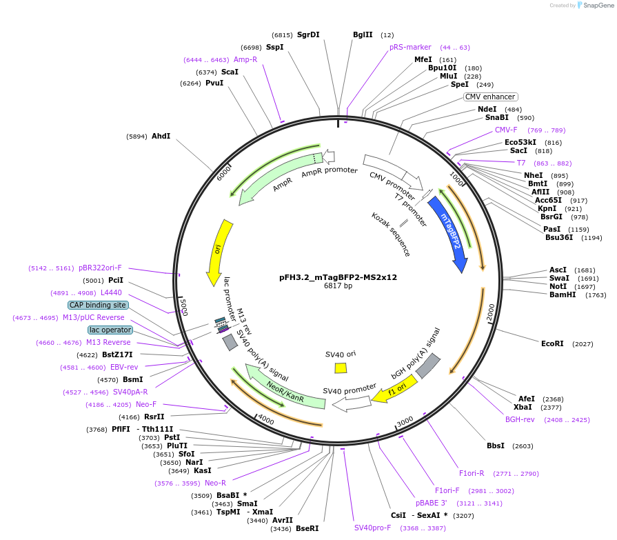205558-plasmid-map-sequence-id-408784