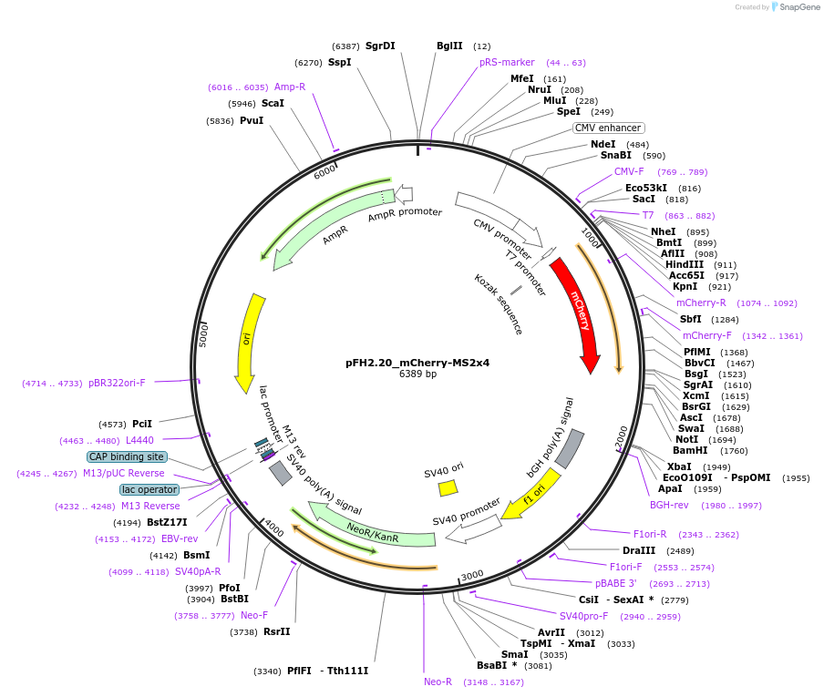 205535-plasmid-map-sequence-id-408786