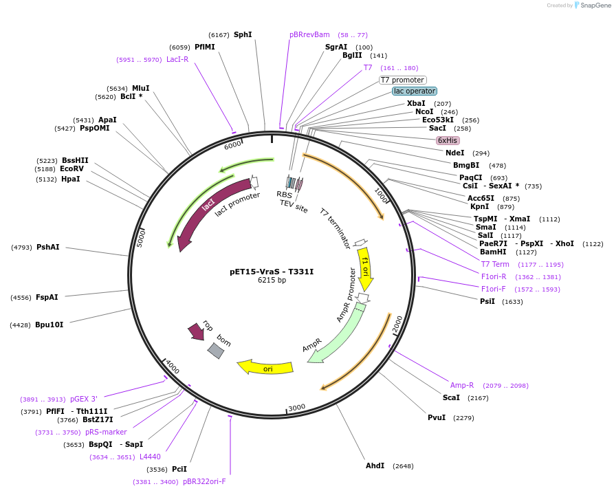 206339-plasmid-map-sequence-id-408790