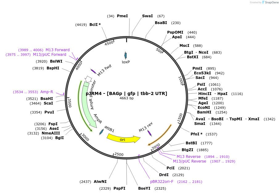 204617-plasmid-map-sequence-id-408793