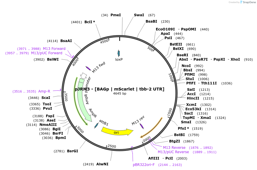 204616-plasmid-map-sequence-id-408794