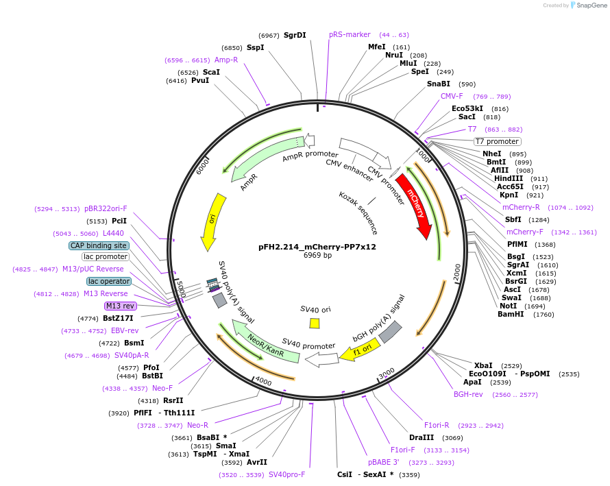 205556-plasmid-map-sequence-id-408800