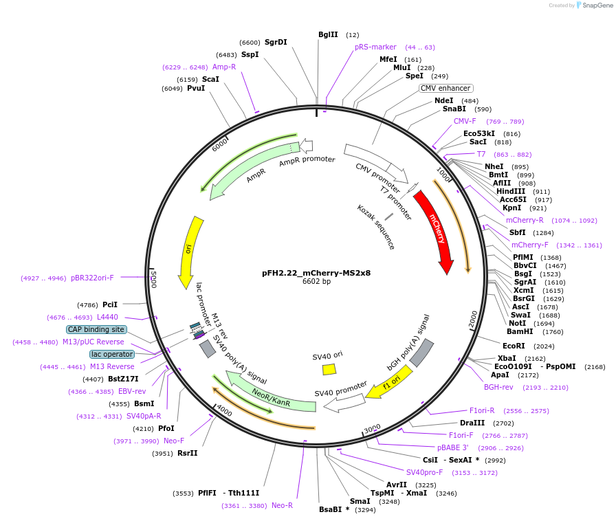 205537-plasmid-map-sequence-id-408801