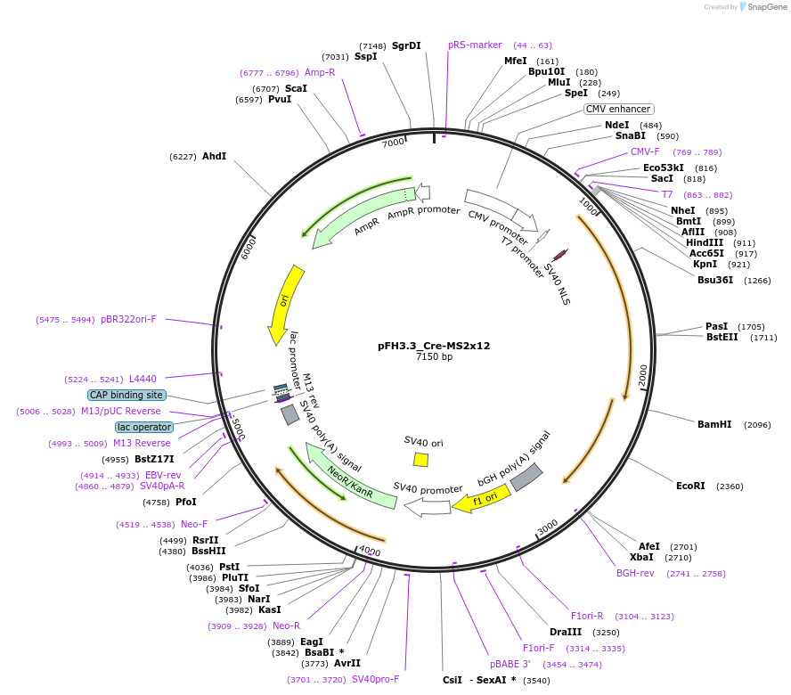 205559-plasmid-map-sequence-id-408802