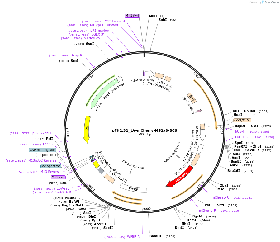 205539-plasmid-map-sequence-id-408803
