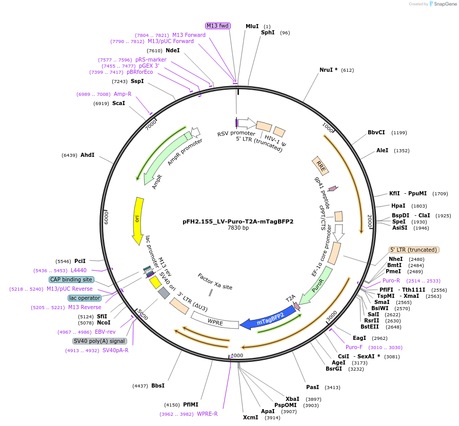 205553-plasmid-map-sequence-id-408804