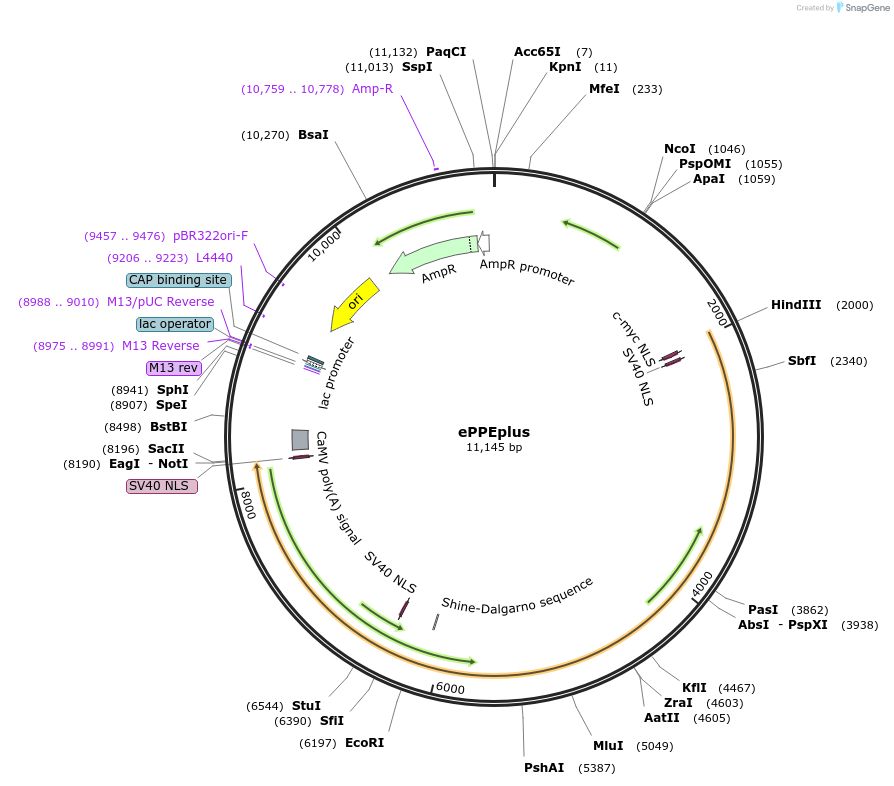 205241-plasmid-map-sequence-id-408831