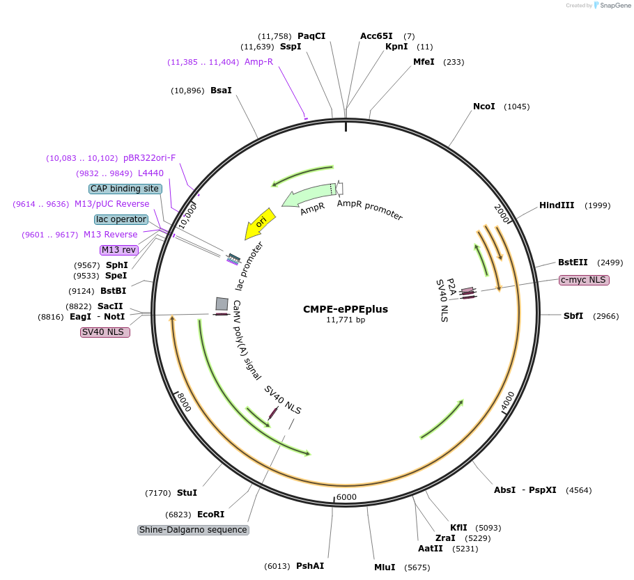 205242-plasmid-map-sequence-id-408832
