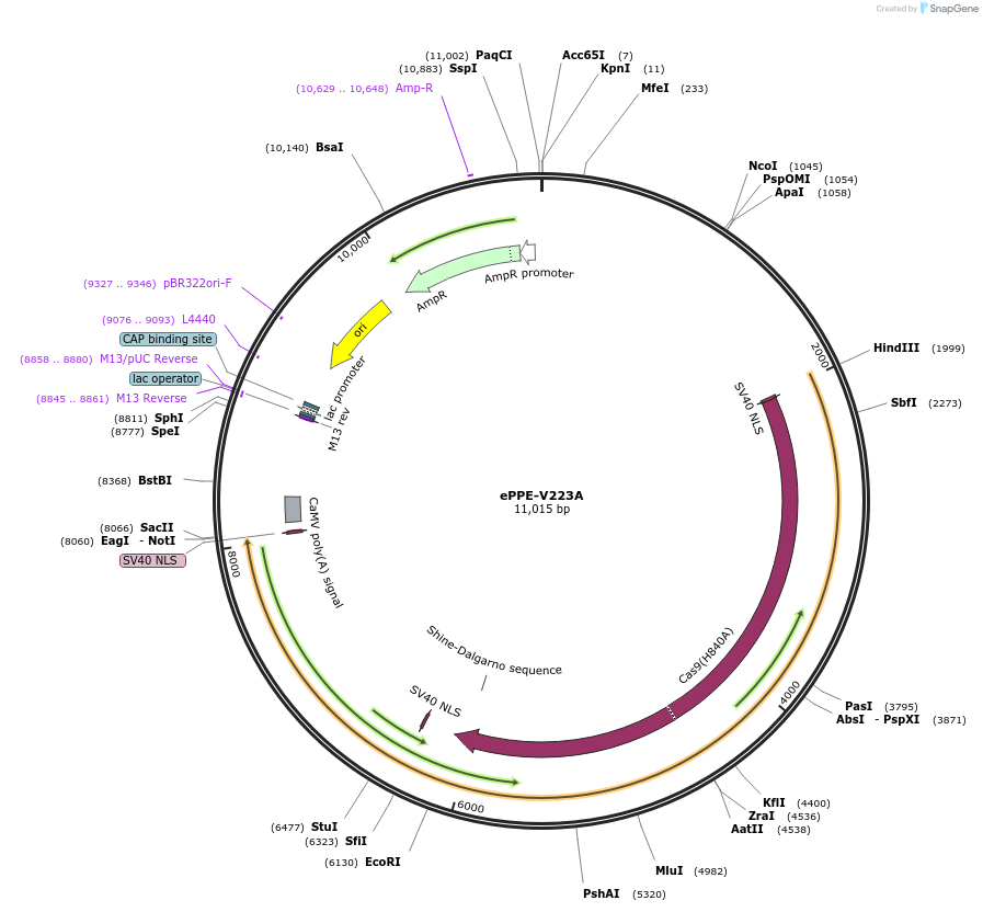 205243-plasmid-map-sequence-id-408833