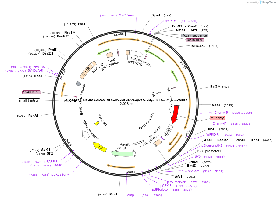 203219-plasmid-map-sequence-id-408836