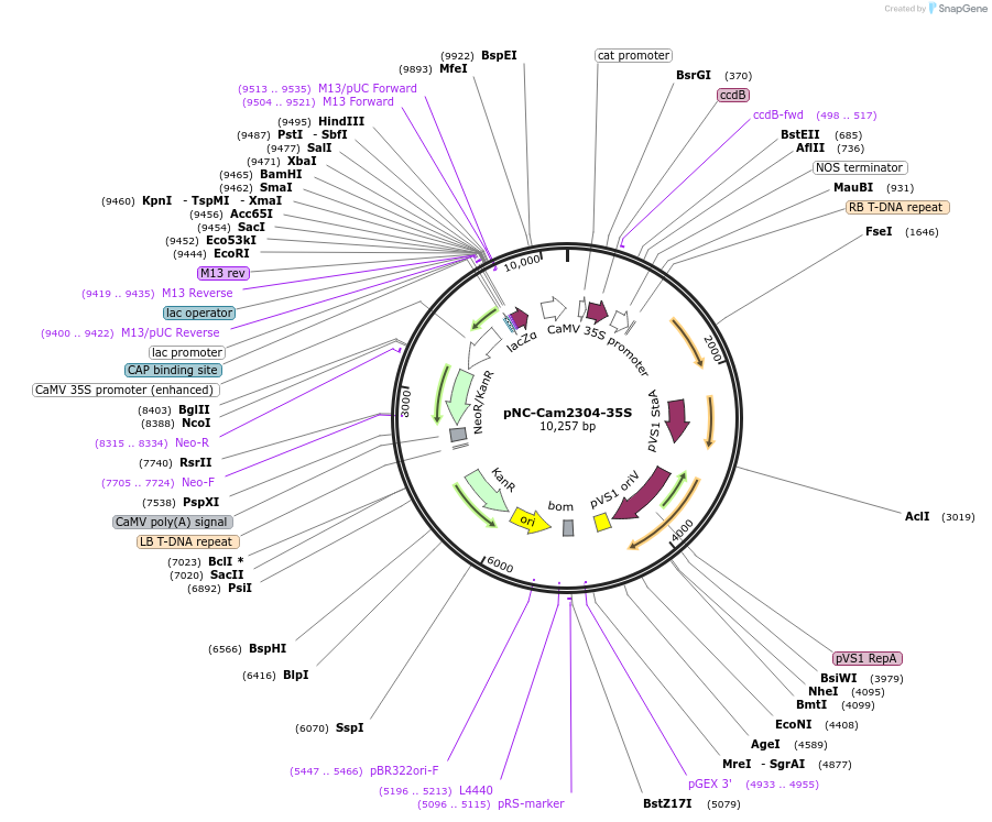 193385-plasmid-map-sequence-id-408837