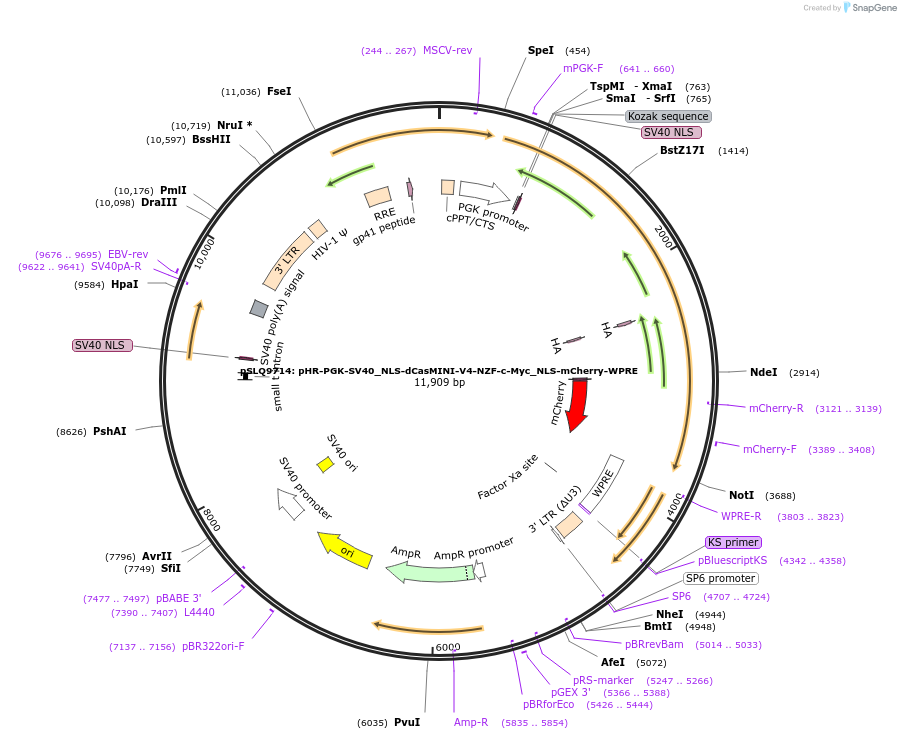 203220-plasmid-map-sequence-id-408838