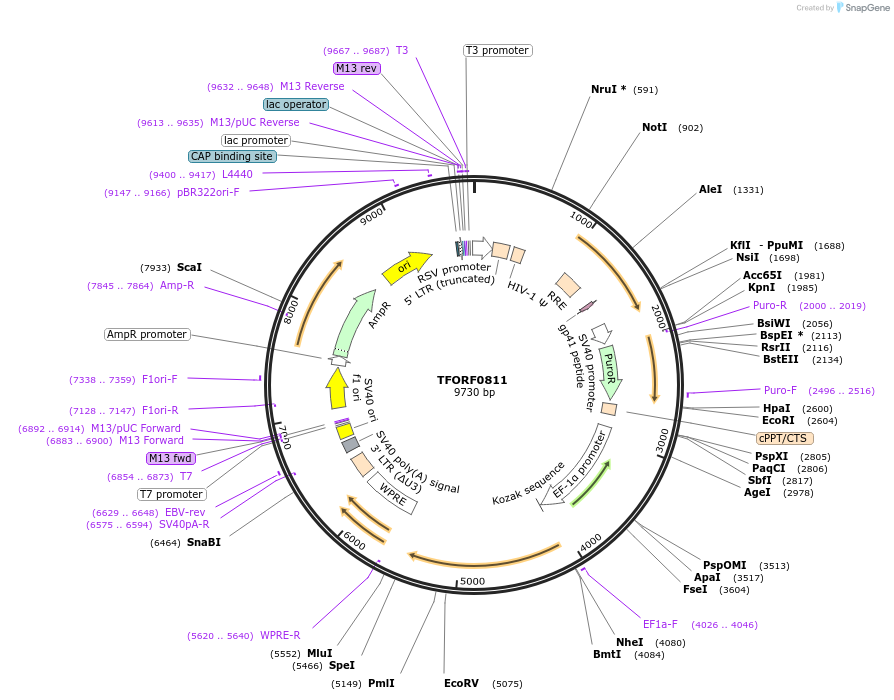 141715-plasmid-map-sequence-id-408848
