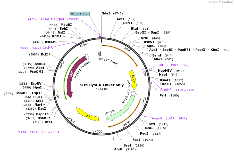 201080-plasmid-map-sequence-id-408853