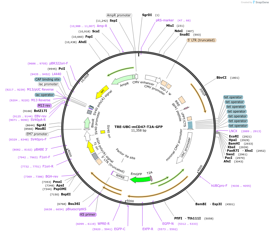 205449-plasmid-map-sequence-id-408854