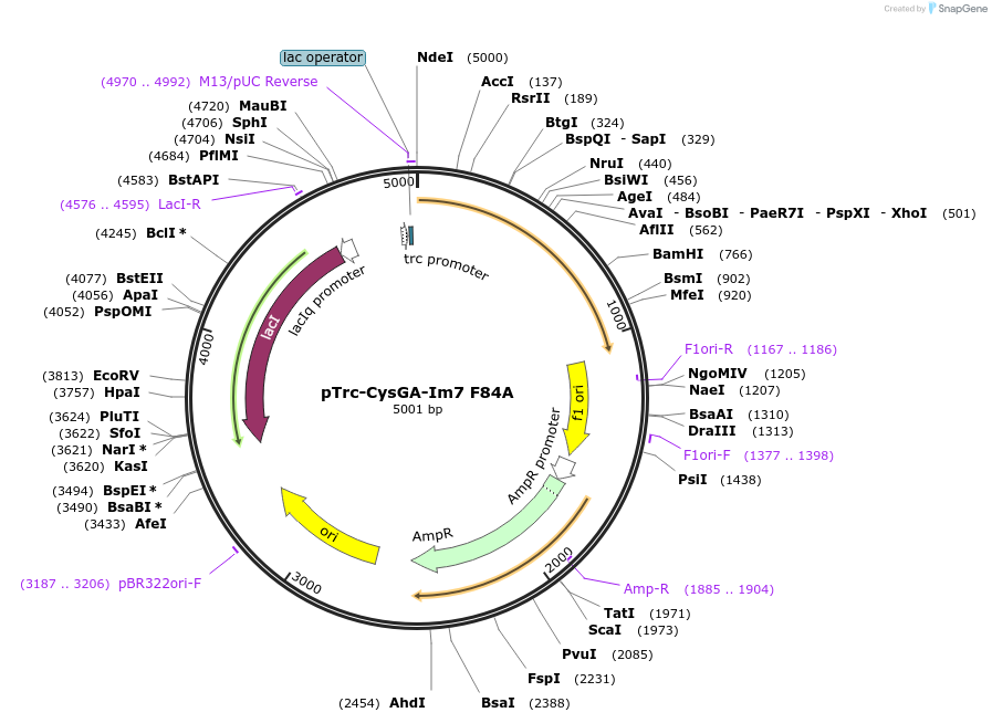 201082-plasmid-map-sequence-id-408856