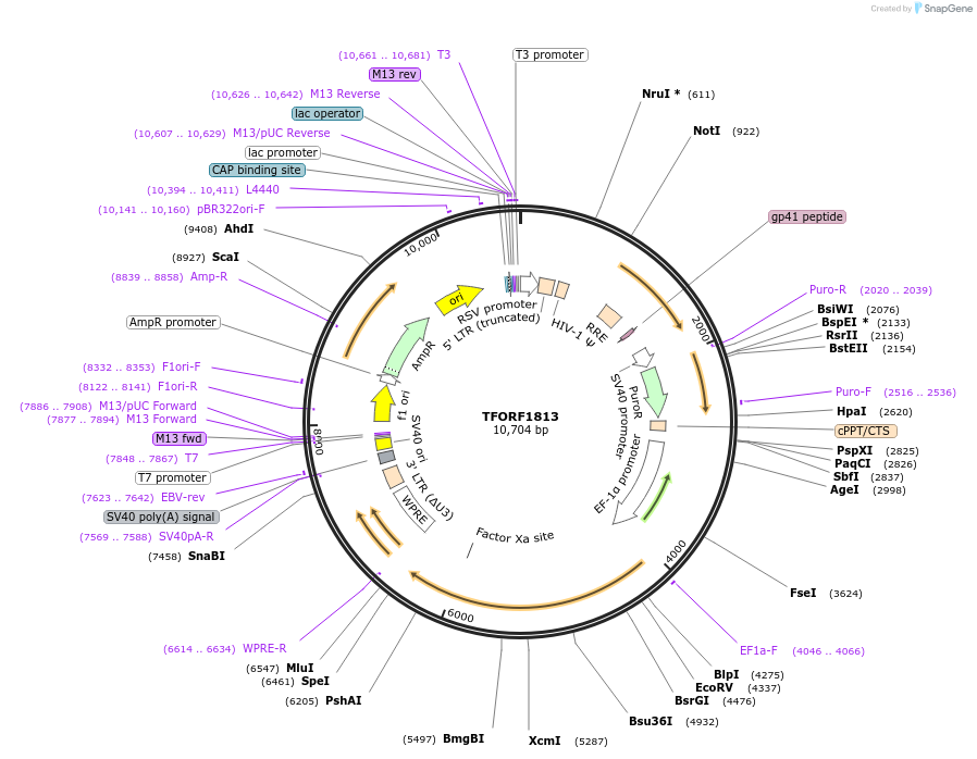 144312-plasmid-map-sequence-id-408857