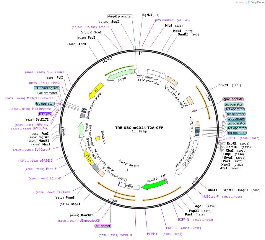 205448-plasmid-map-sequence-id-408862