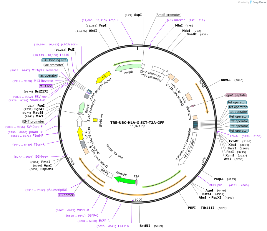 205462-plasmid-map-sequence-id-408866