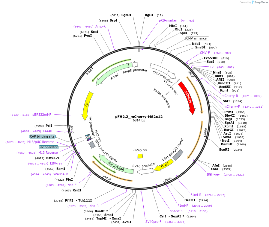 205521-plasmid-map-sequence-id-408868