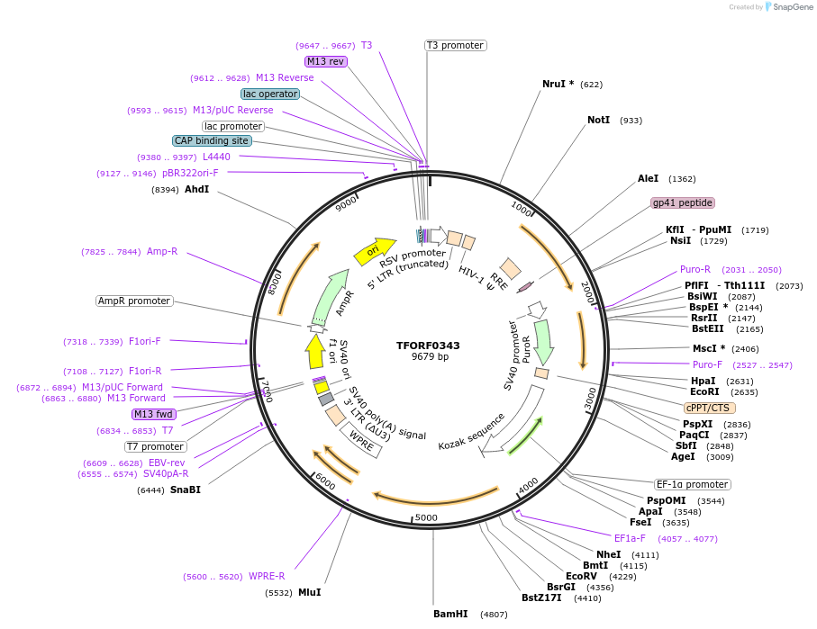 141586-plasmid-map-sequence-id-408880