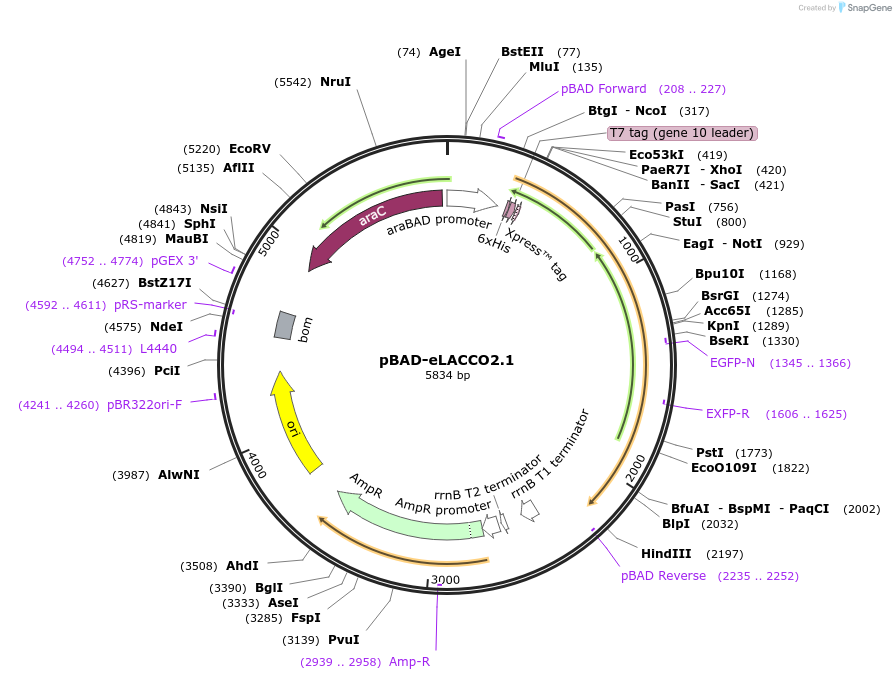 208017-plasmid-map-sequence-id-408886