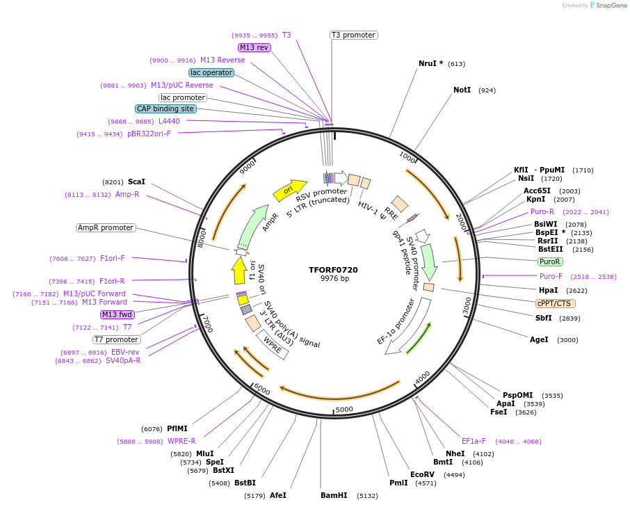 141672-plasmid-map-sequence-id-408891