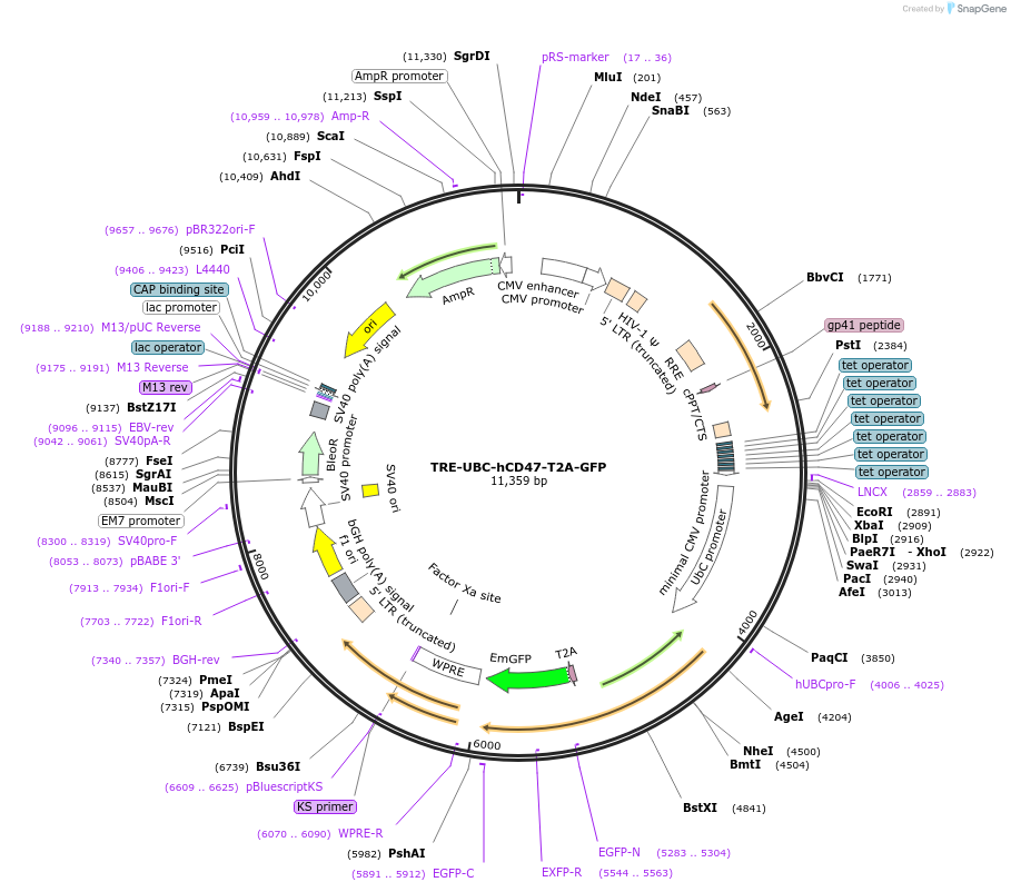 205458-plasmid-map-sequence-id-408899