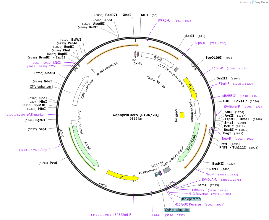 206775-plasmid-map-sequence-id-408900