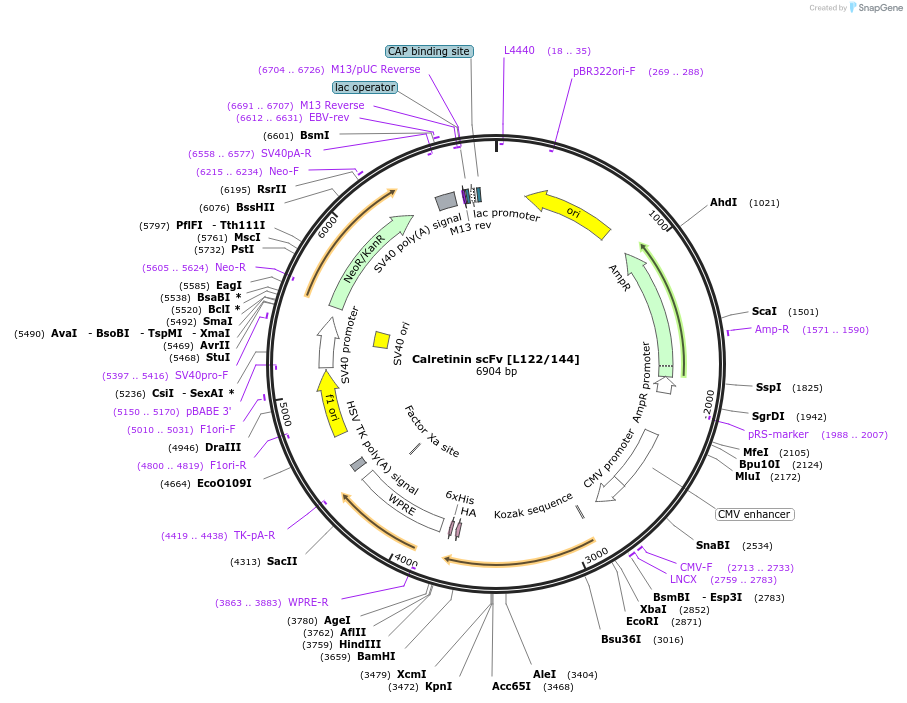 206780-plasmid-map-sequence-id-408901