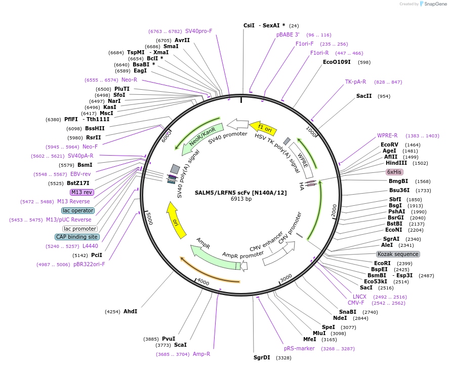 206778-plasmid-map-sequence-id-408902