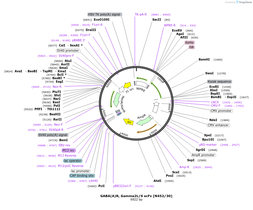 206785-plasmid-map-sequence-id-408904