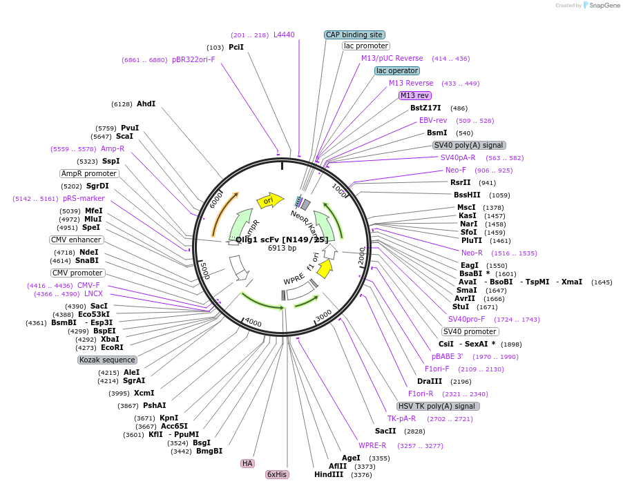 206732-plasmid-map-sequence-id-408907