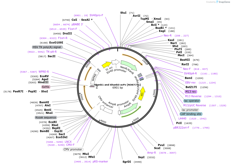 206728-plasmid-map-sequence-id-408909