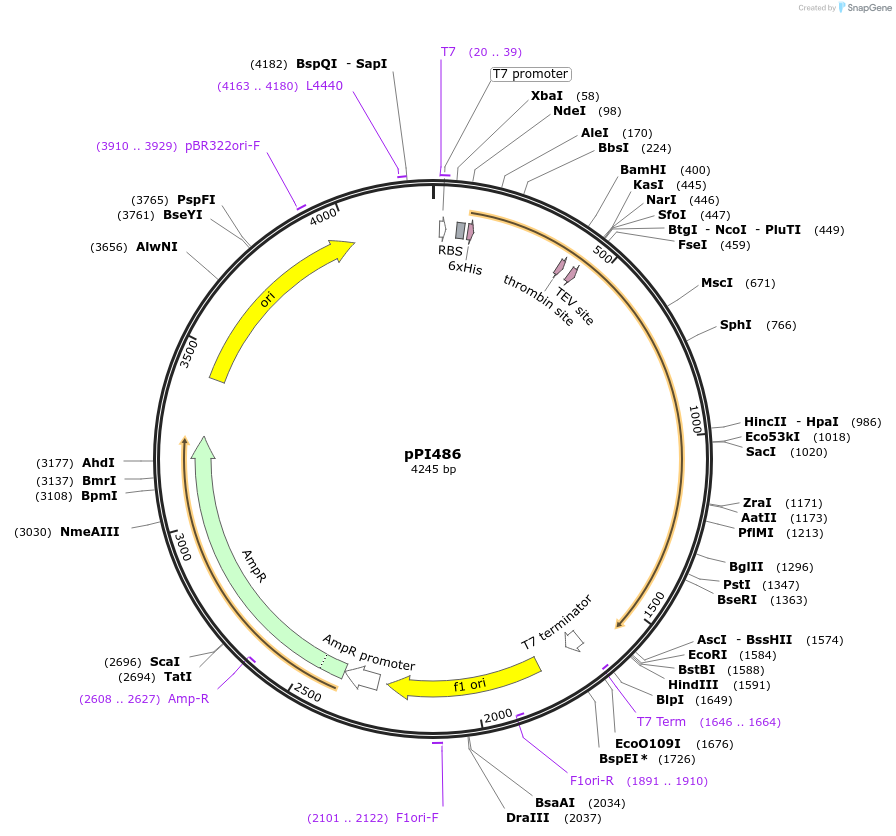 207441-plasmid-map-sequence-id-408913
