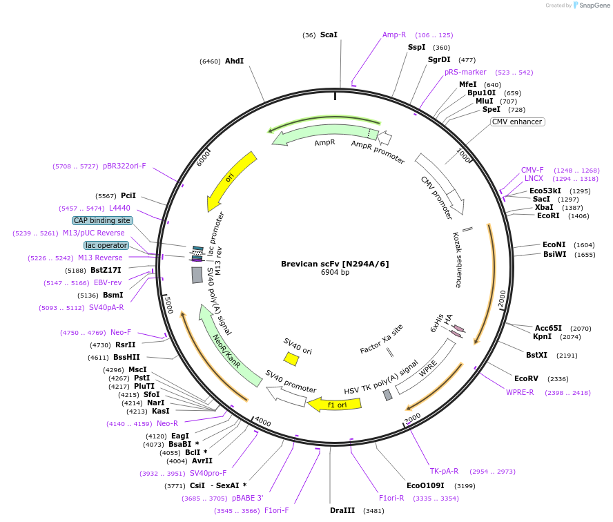 206772-plasmid-map-sequence-id-408914