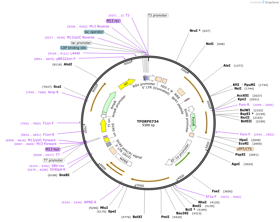 141677-plasmid-map-sequence-id-408917