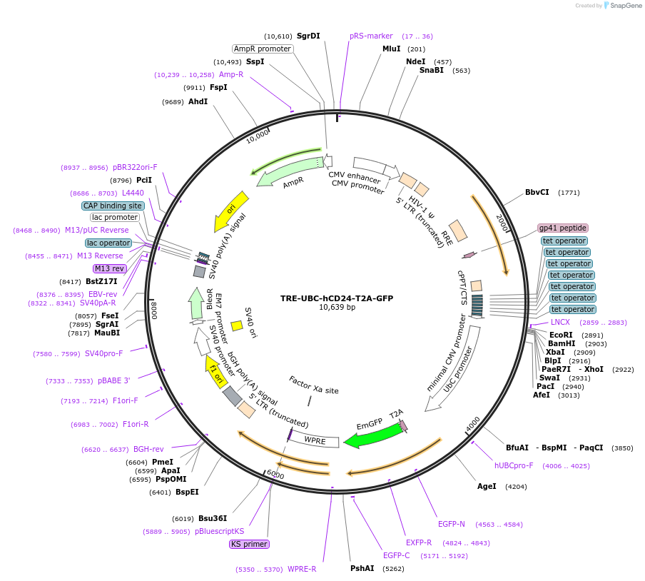 205456-plasmid-map-sequence-id-408920